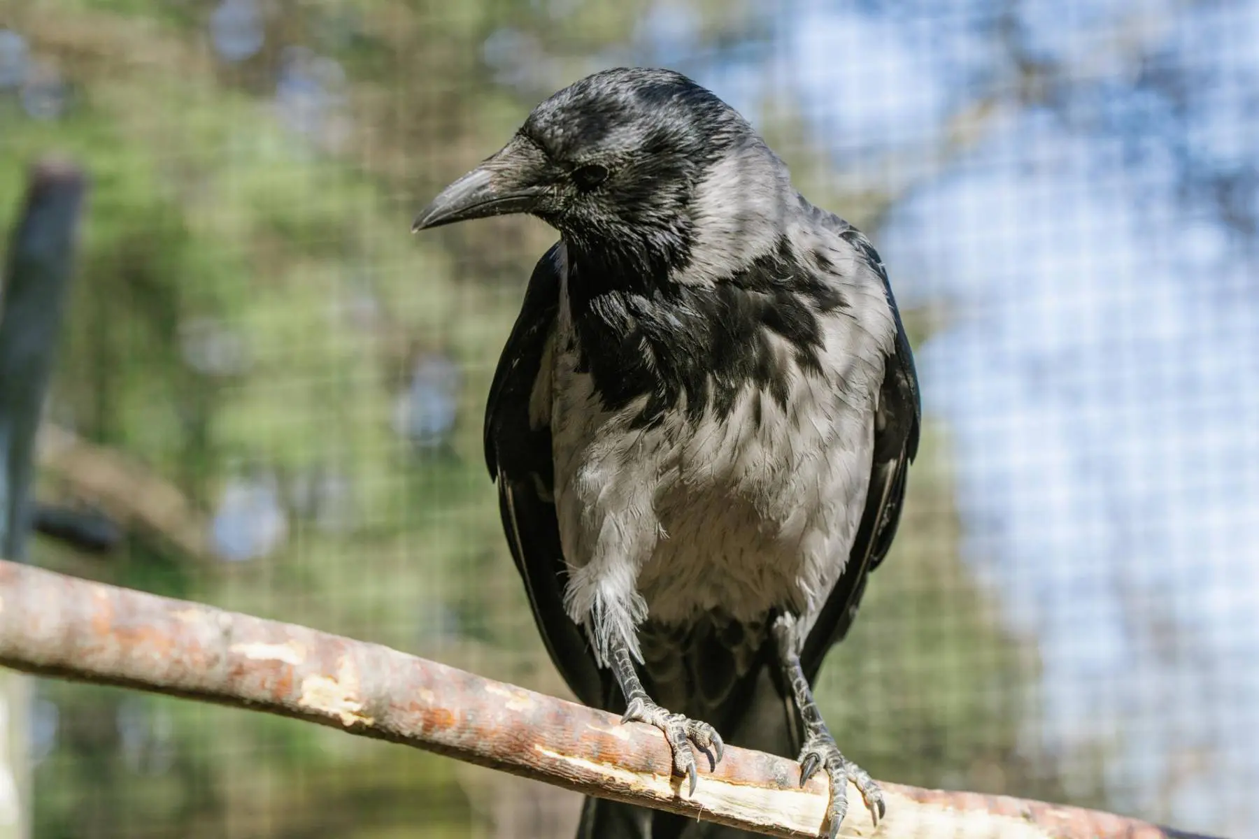 Carrion crow and hooded crow – Monika and Hilary - Image 6
