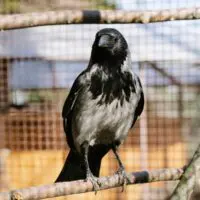 Vrána černá a vrána šedá – Monika a Hilary - Obrázek 7