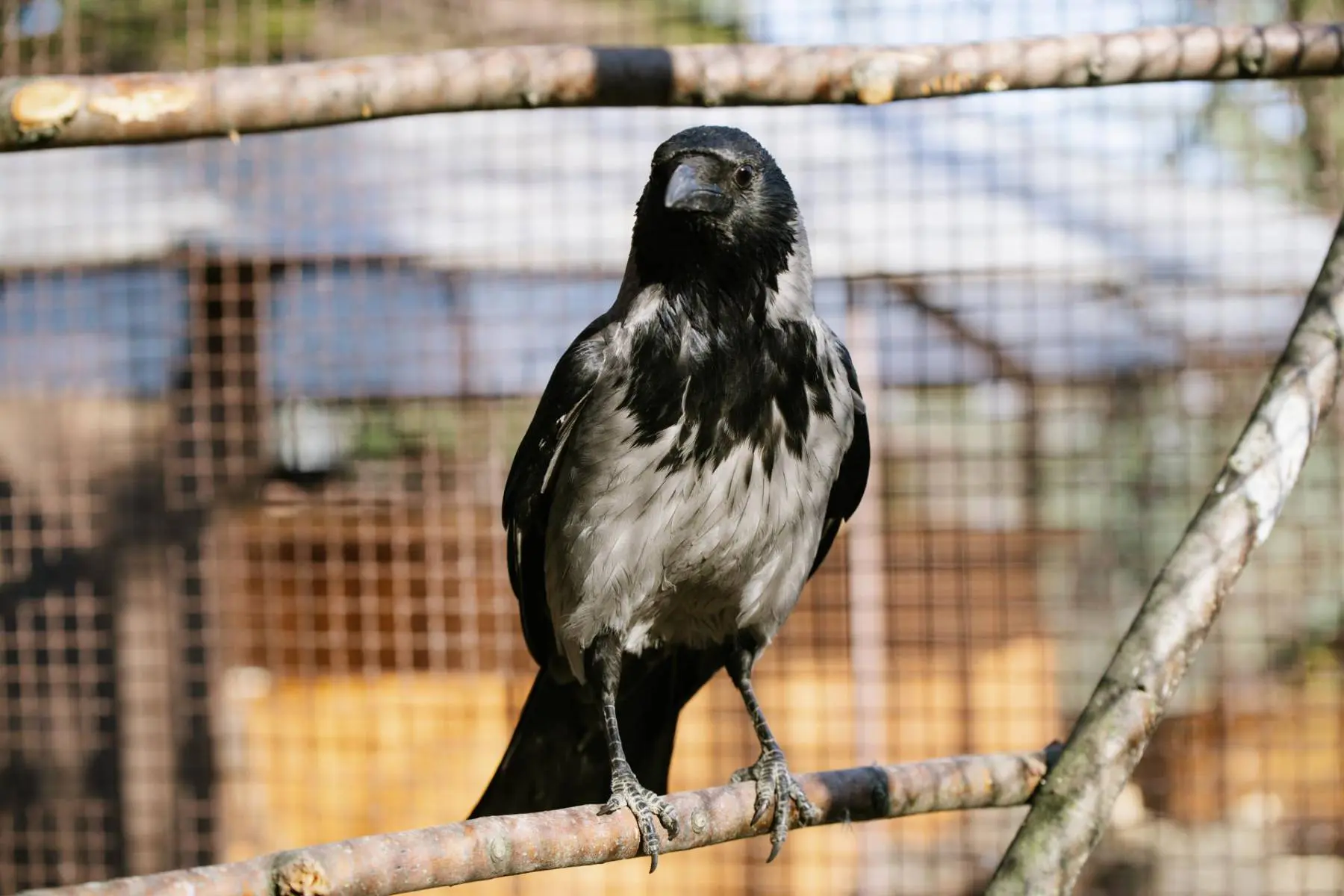 Carrion crow and hooded crow – Monika and Hilary - Image 7