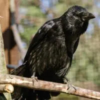 Vrána černá a vrána šedá – Monika a Hilary - Obrázek 2