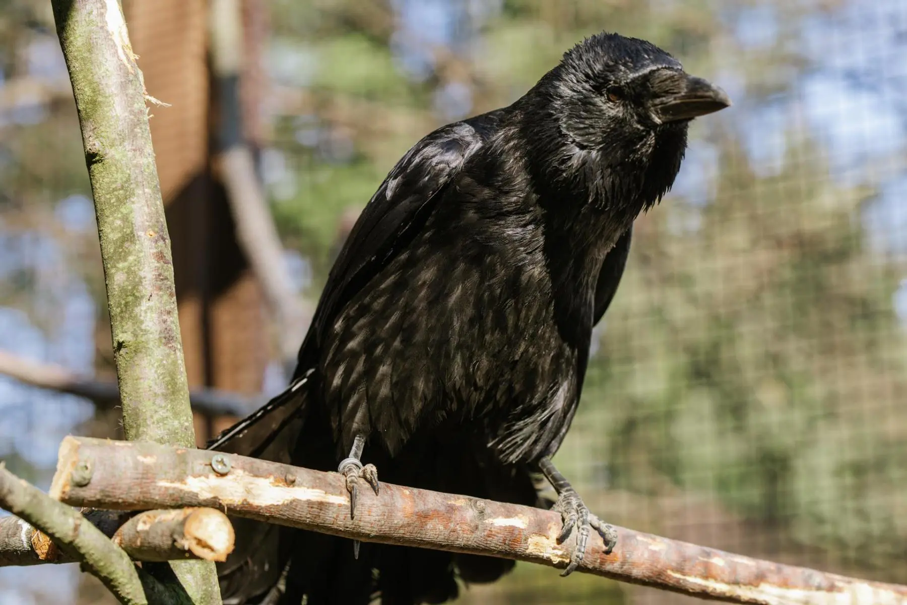 Carrion crow and hooded crow – Monika and Hilary - Image 2