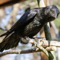 Vrána černá a vrána šedá – Monika a Hilary - Obrázek 3