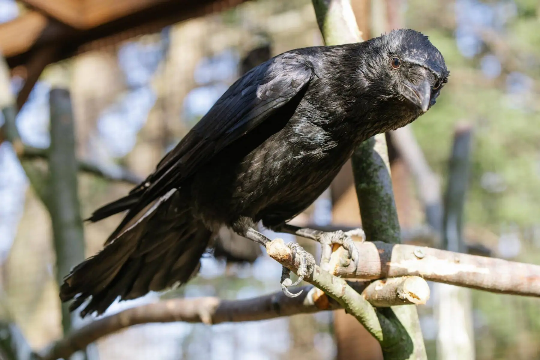 Carrion crow and hooded crow – Monika and Hilary - Image 3