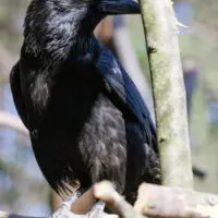 Vrána černá a vrána šedá – Monika a Hilary - Obrázek 4