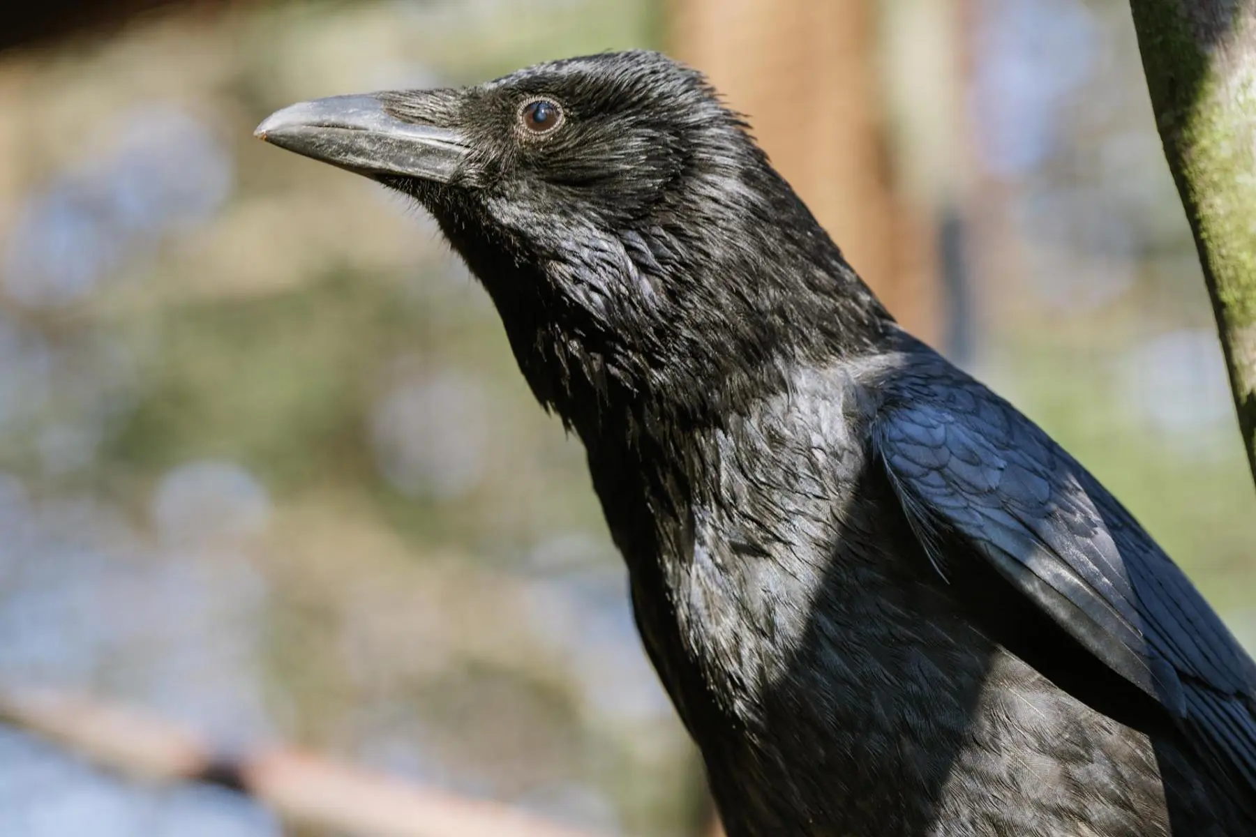 Vrána černá a vrána šedá – Monika a Hilary