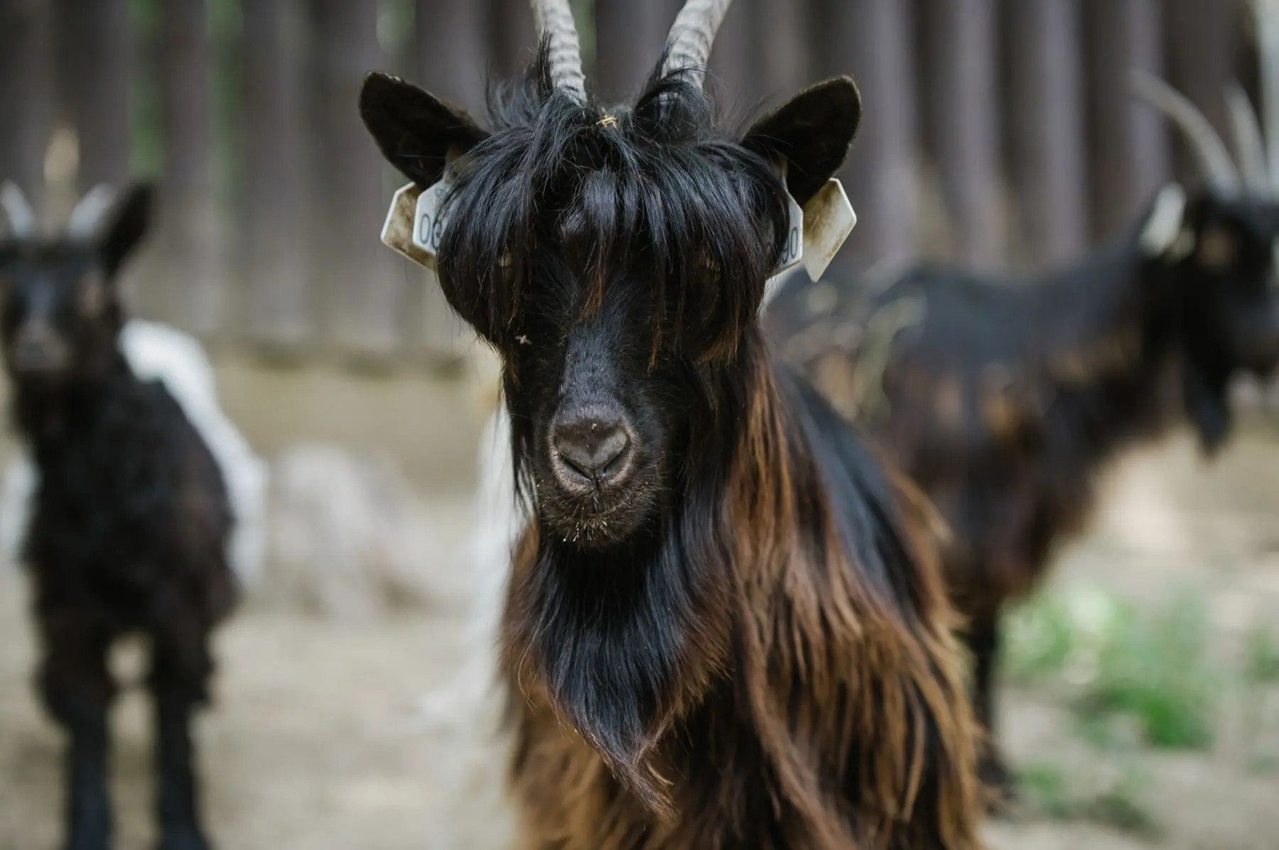Valais blackneck goats - Image 2