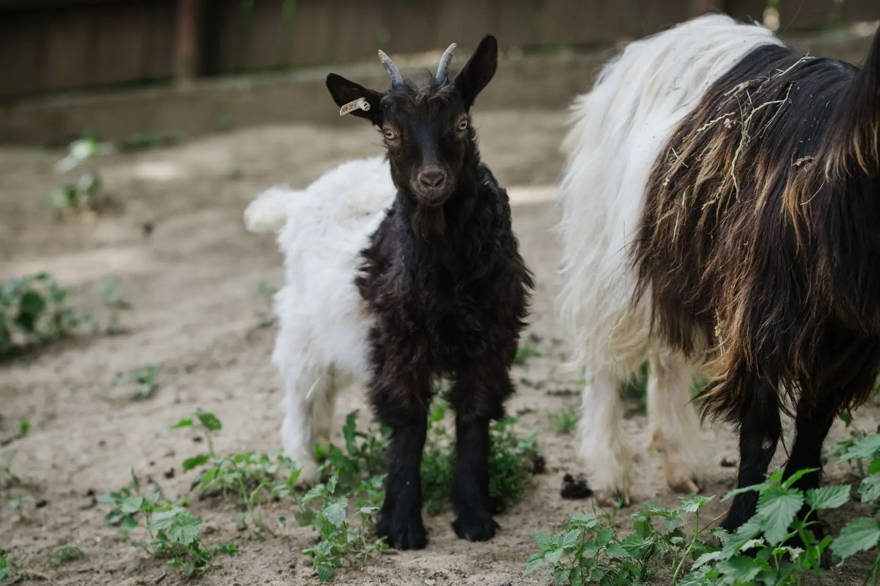 Valais blackneck goats - Image 3