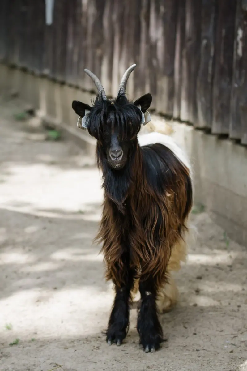 Valais blackneck goats - Image 4