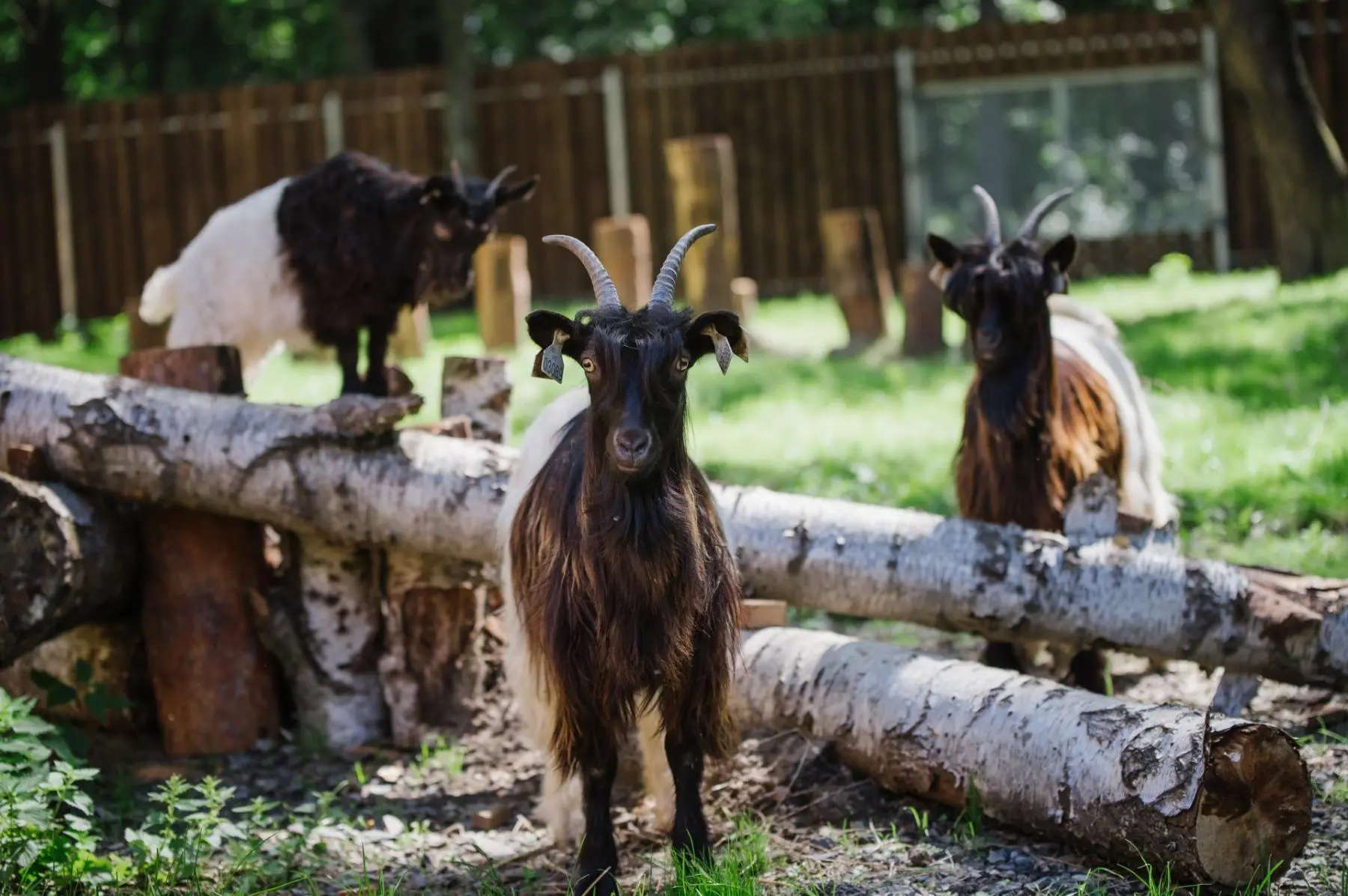 Valais blackneck goats - Image 5