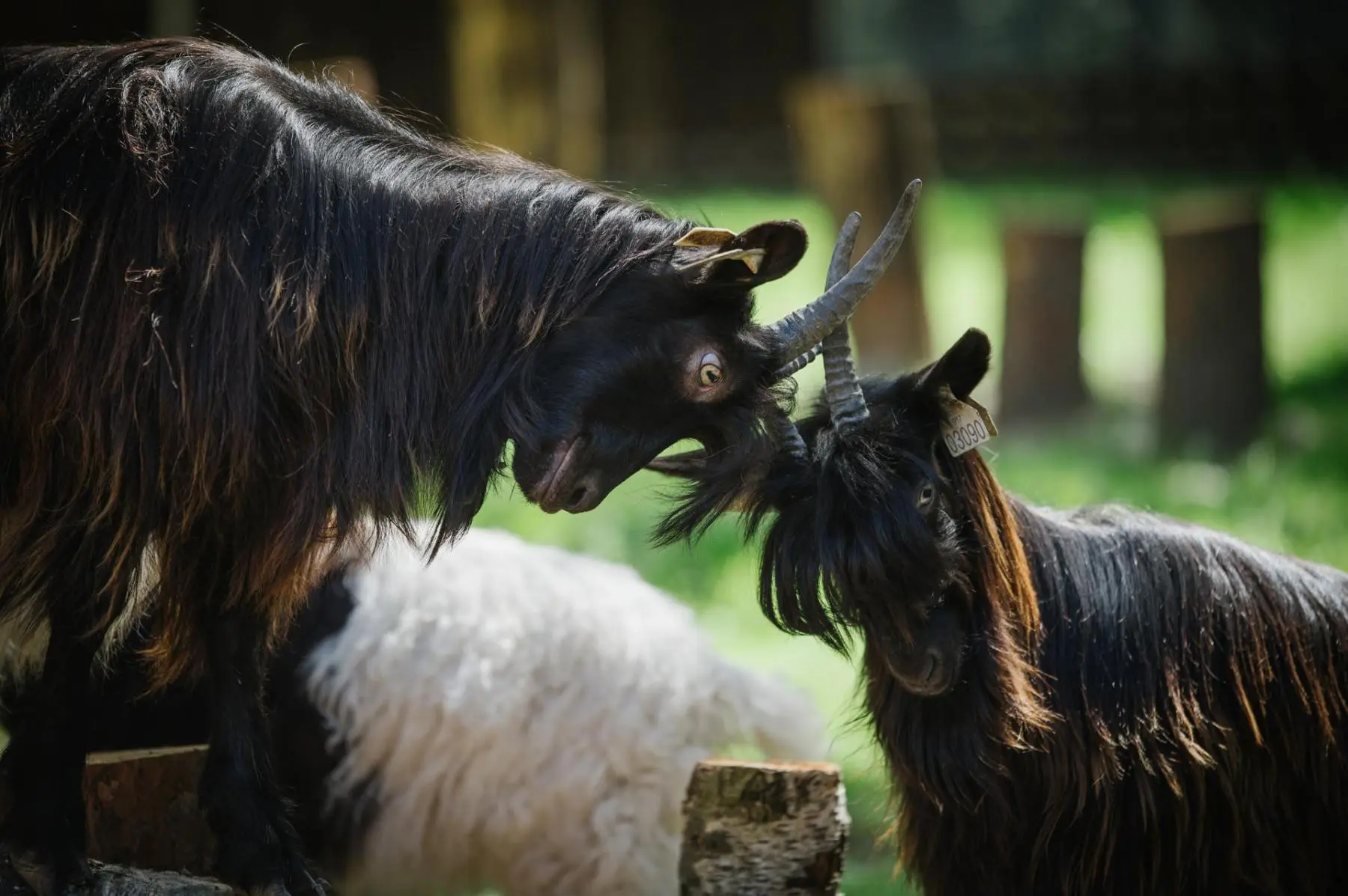Valais blackneck goats - Image 6
