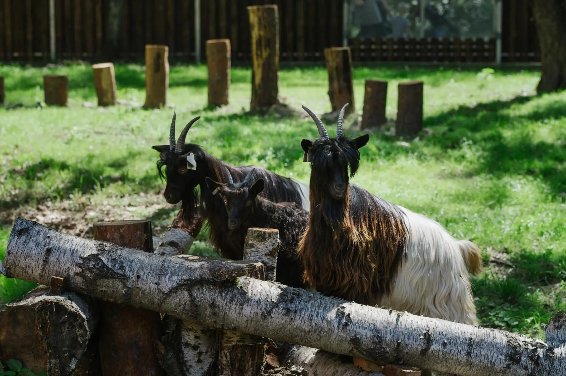 Valais blackneck goats - Image 7