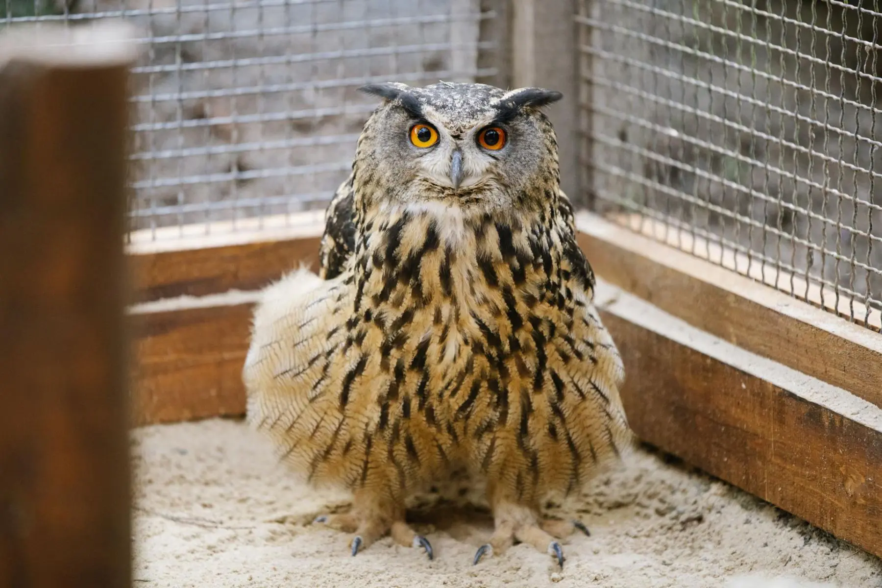 Výr velký – Kubík a Amálka