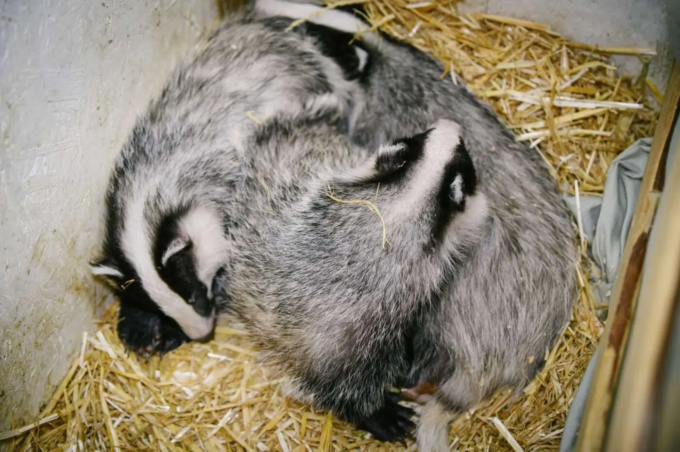 Malí jezevci pravděpodobně přišli o matku
