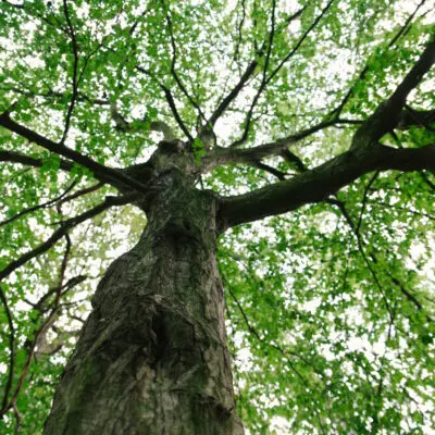 Stromy v létě někdy nečekaně odhazují větve. Co je to „summer branch drop“?