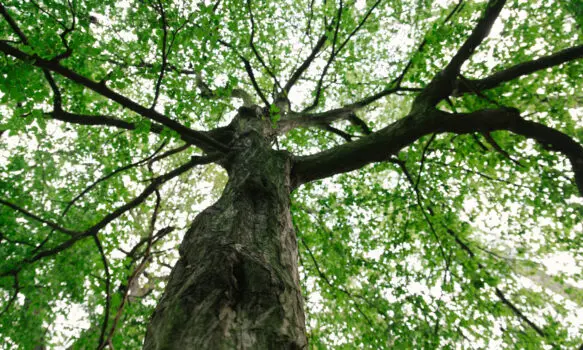 Stromy v létě někdy nečekaně odhazují větve. Co je to „summer branch drop“?