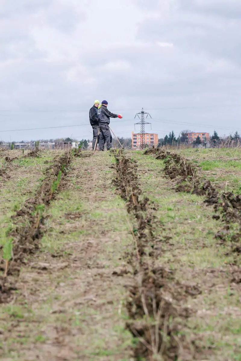 Nový les by měl vyrůst mezi Běchovicemi, Dubčí a Kolodějemi