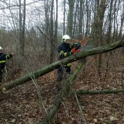 Hasiči z Dopravního podniku hl. m. Prahy se školili v rizikovém kácení stromů