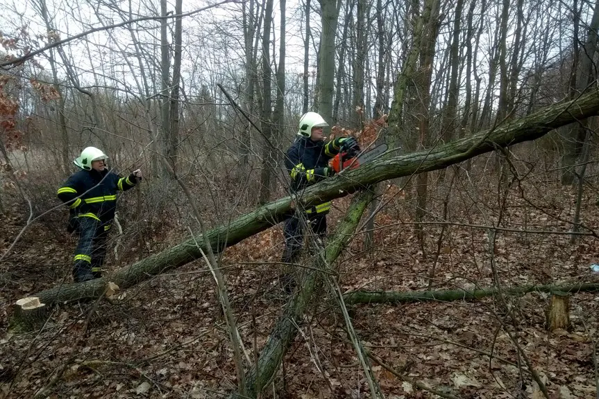 Hasiči z Dopravního podniku hl. m. Prahy se školili v rizikovém kácení stromů
