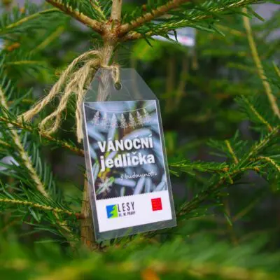 Naše vánoční jedličky mají budoucnost, vrátí se do lesa
