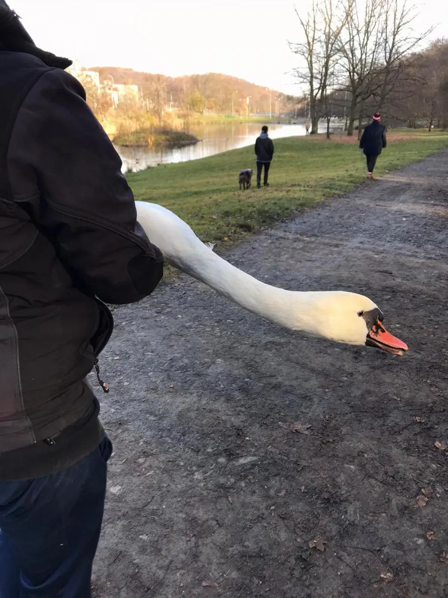 Labuť chycená do pytlácké nástrahy