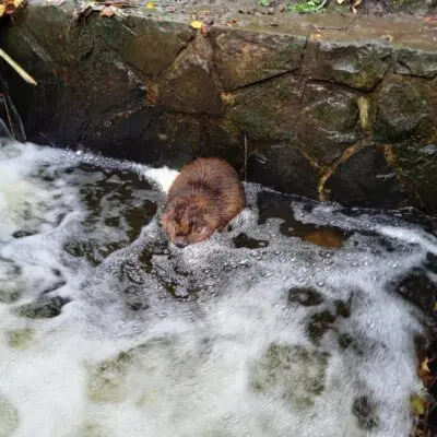 Bobr uvízl v Malé říčce ve Stromovce, záchranná stanice musela zakročit