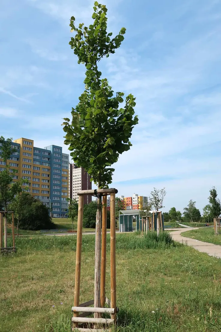 Centrální park na Chodově, nové stromy