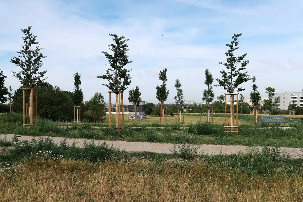 Centrální park na Chodově, nové stromy