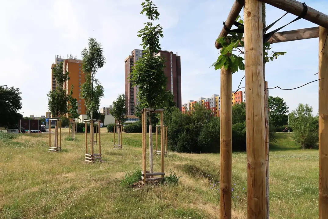 Centrální park na Chodově, nové stromy