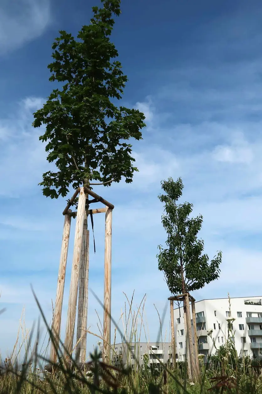 Centrální park na Chodově, nové stromy