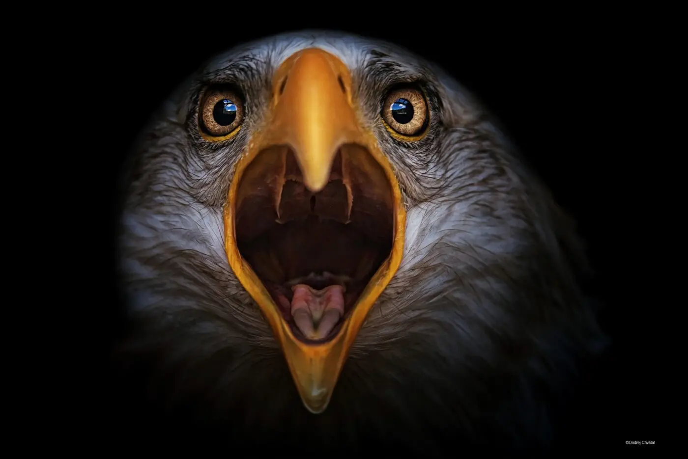 Soutěžní fotografie z předchozích ročníků, autor: Ondřej Chvátal