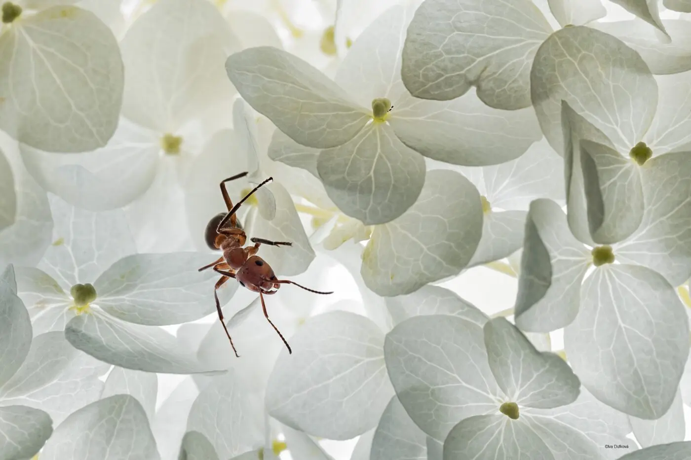 Soutěžní fotografie z předchozích ročníků, autor: Iva Dufková