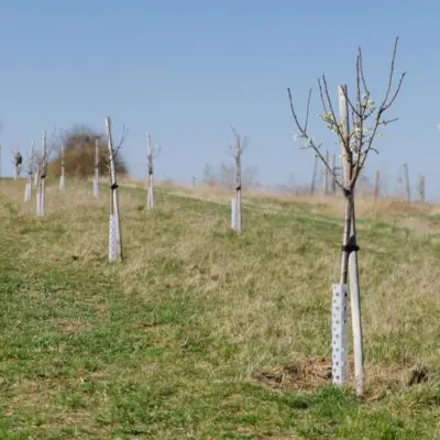 Nové stromy na Dívčích hradech zpestří prostor u výběhu koní Převalského