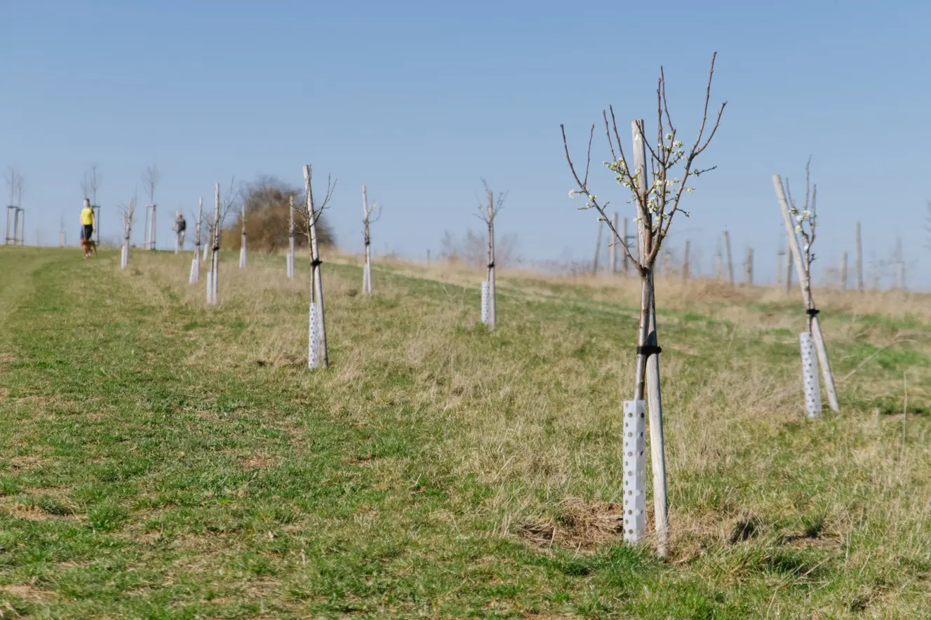Nové stromy na Dívčích hradech zpestří prostor u výběhu koní Převalského