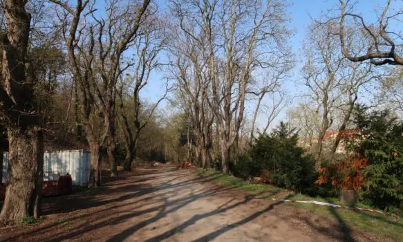 V Lobkovické zahradě provádíme zdravotní a bezpečnostní úpravy dřevin