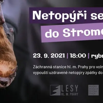 POZVÁNKA: Netopýři se vrací do Stromovky. Přijďte se podívat na vypouštění