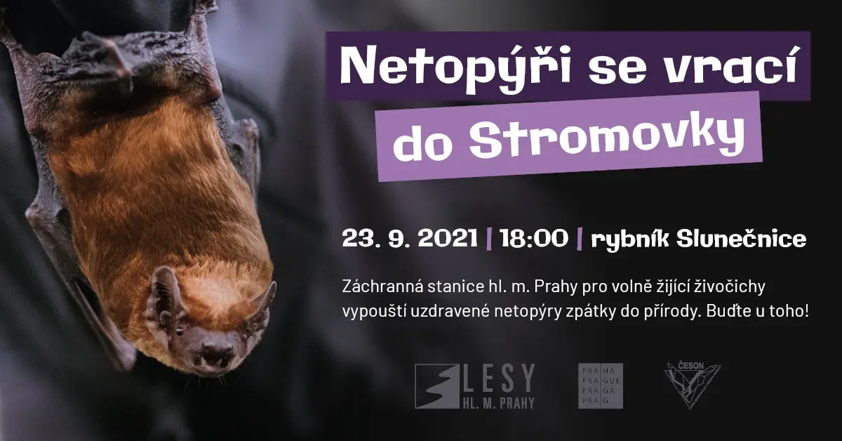 POZVÁNKA: Netopýři se vrací do Stromovky. Přijďte se podívat na vypouštění