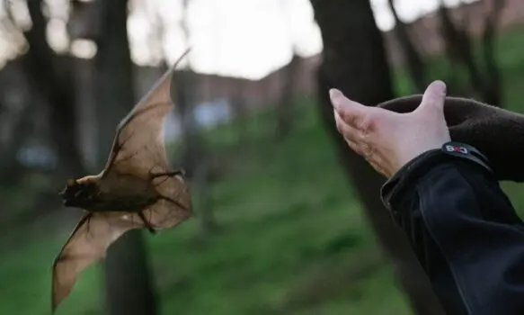 Netopýři se vrací do Stromovky