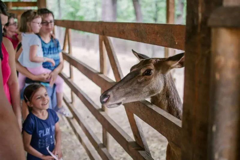 To jsem z toho jelen