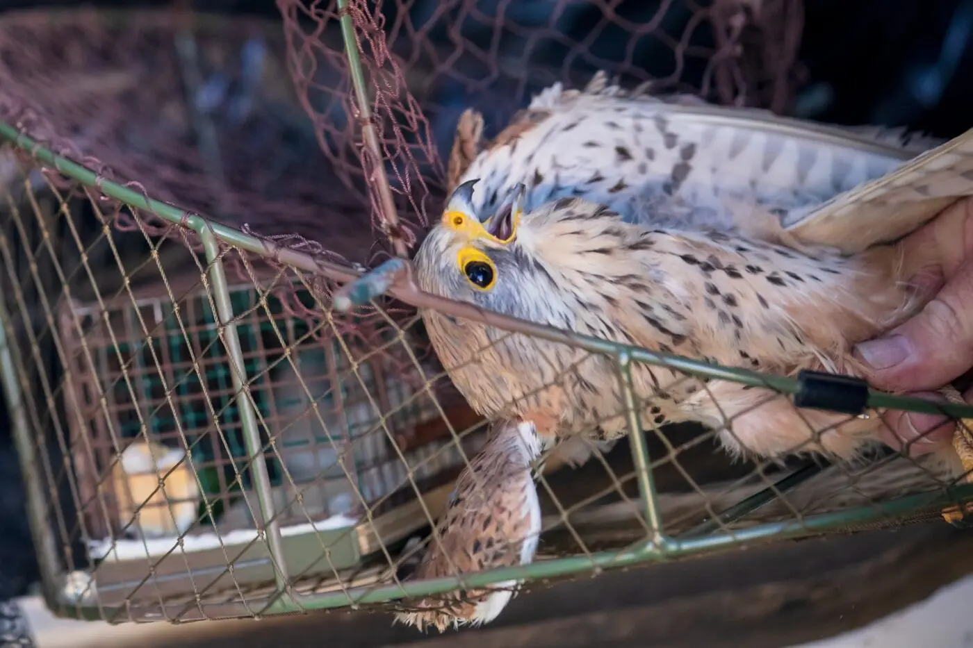 S odchytem poraněného dravce nám pomohla klec s křečkem, autor fotografie: Milan Artýszek