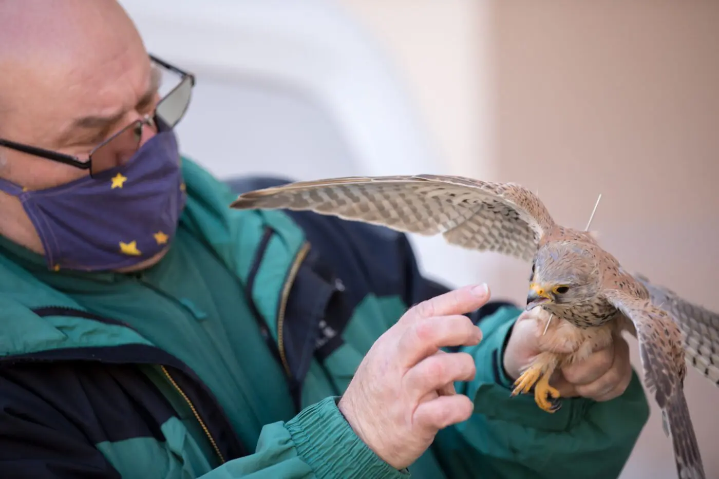 Poštolku jsme převezli na ošetření, autor fotografie: Milan Artýszek