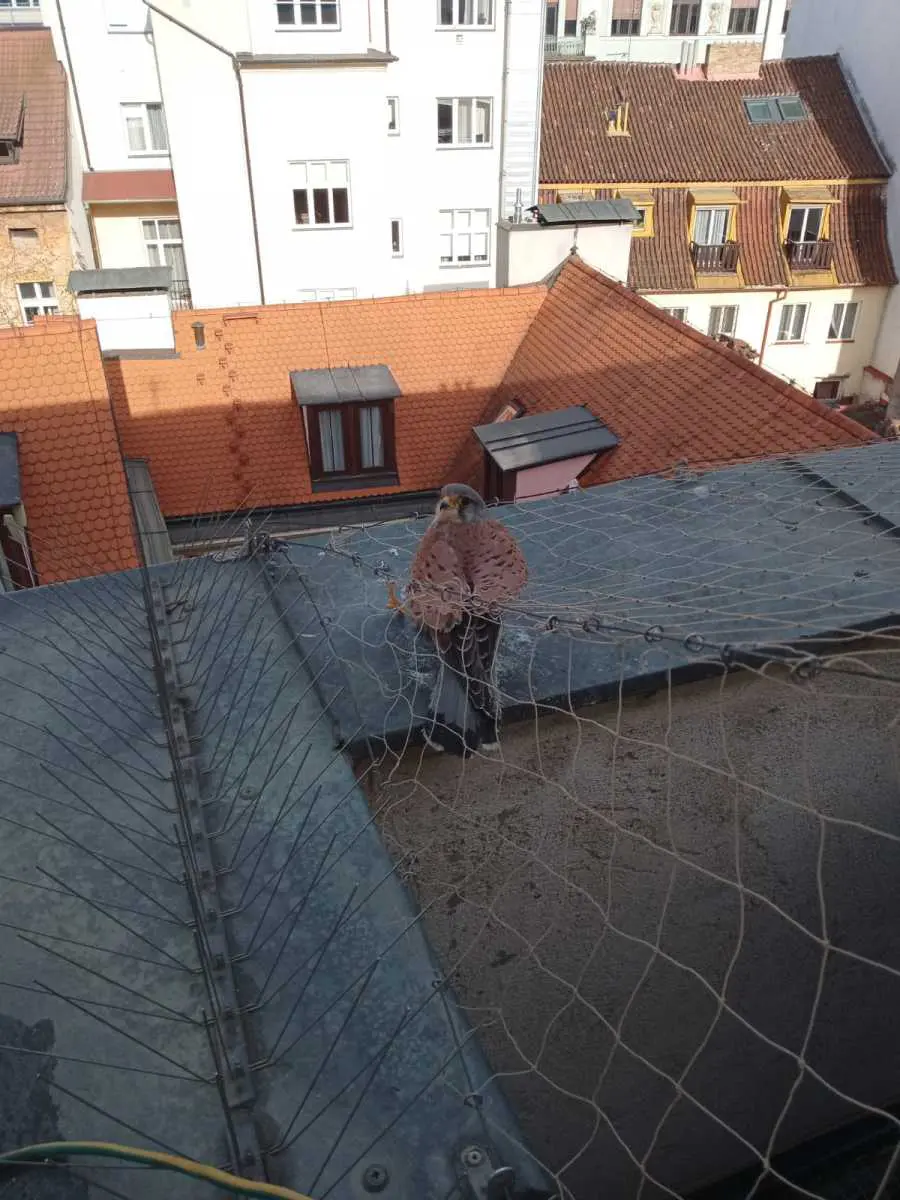 Kromě prosklených ploch jsou ve městech pro poštolky nebezpečné i protiholubí sítě, do kterých se mohou zamotat.