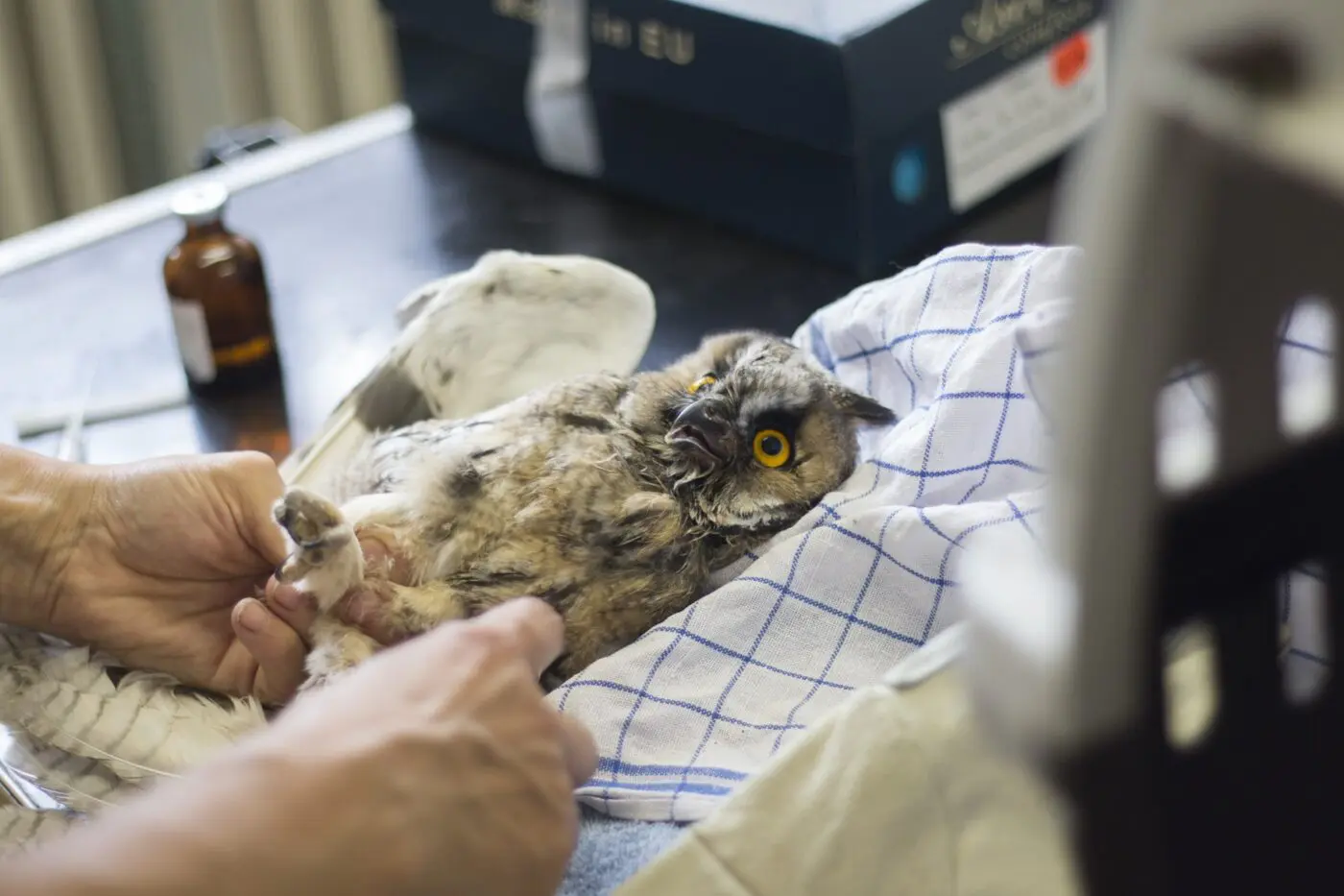 Našim pacientům vždy poskytujeme odbornou veterinární péči