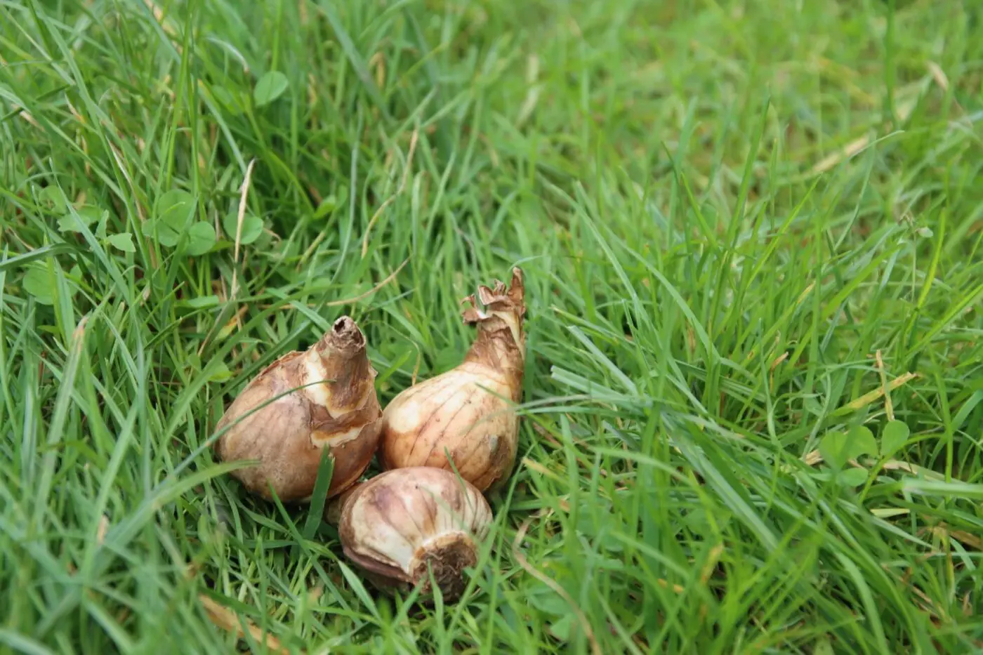Celkem naši zahradníci vysadili přes sto tisíc cibulí