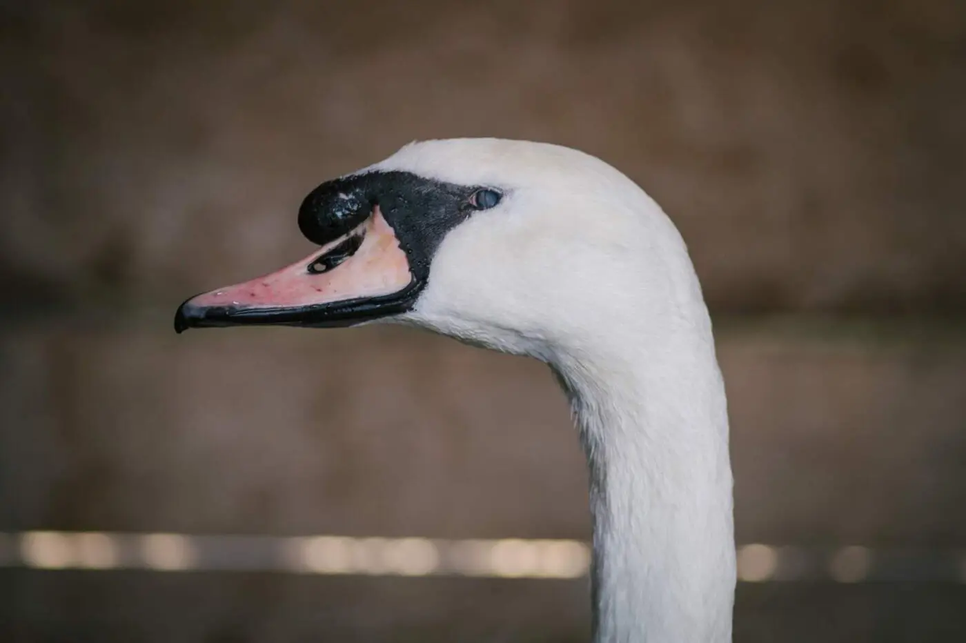 Labuť Ellie