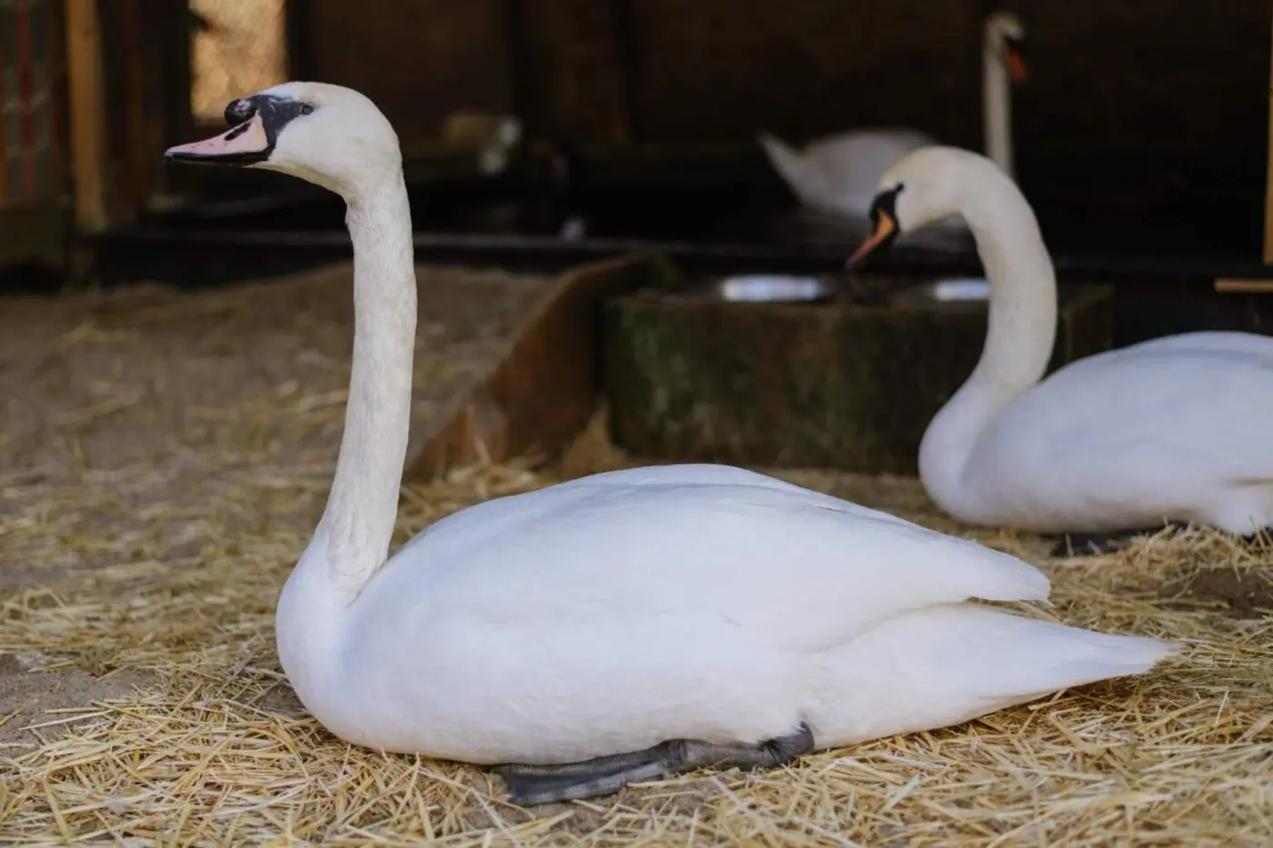 Staňte se sponzory nebo adoptivními rodiči Bezobličejíka a dalších zvířat
