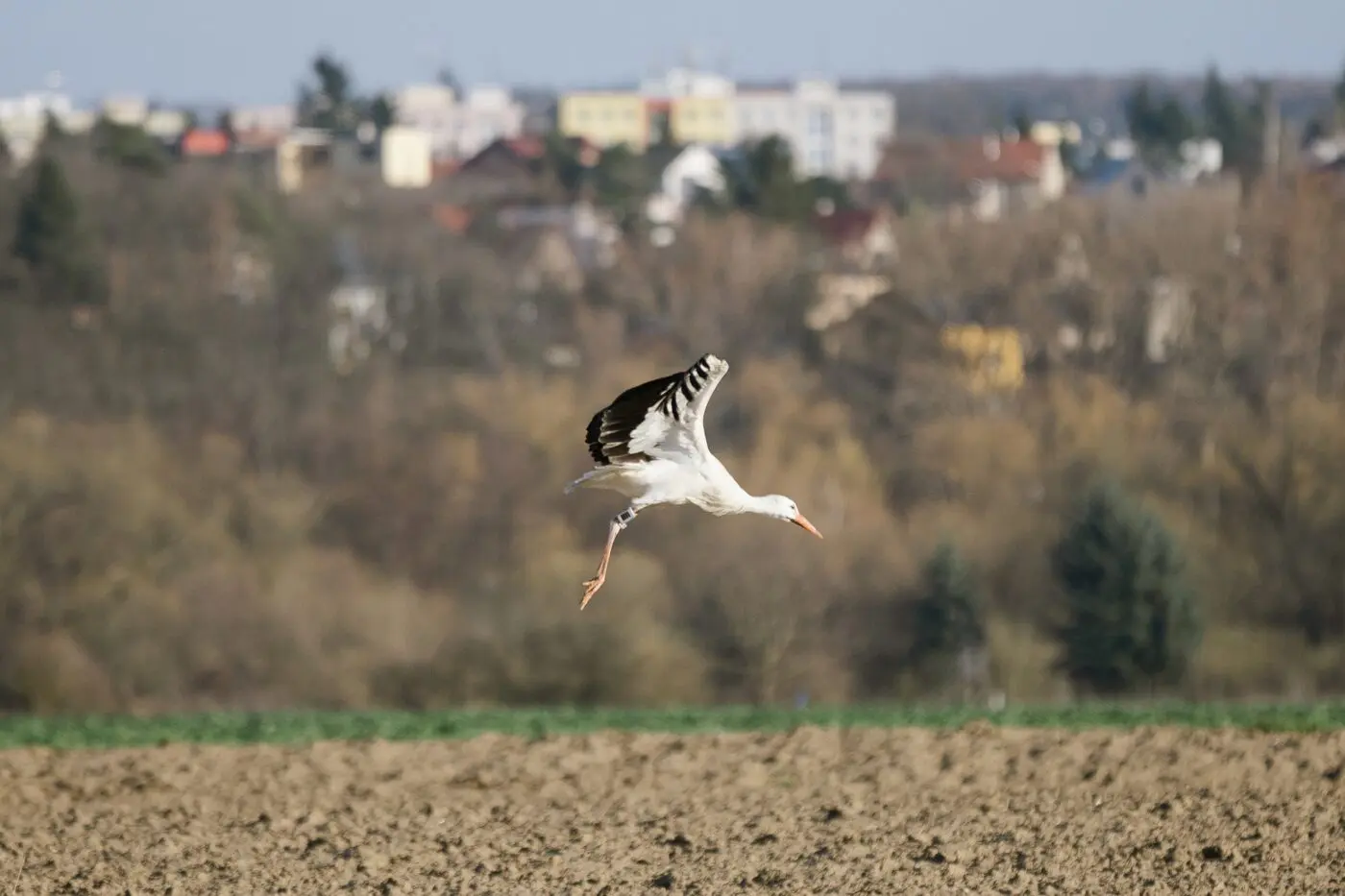 Díky satelitní vysílačce zjistíme pohyb čápa i jeho další osudy