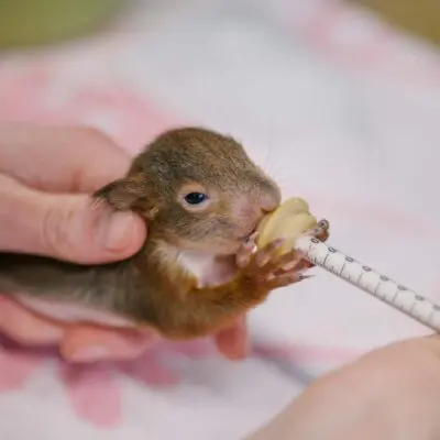 V korunách stromů se teď skrývají veverčátka. Dávejte pozor při údržbě zeleně