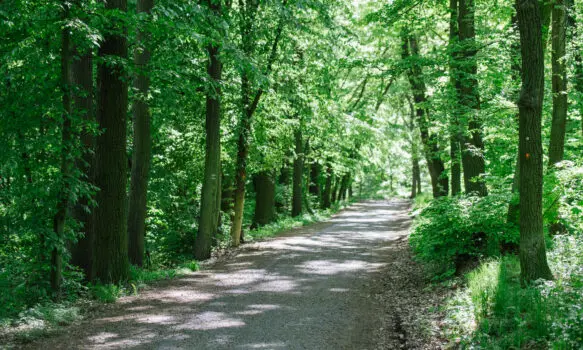 Les není zadarmo. Výtvarná soutěž k Týdnu lesů