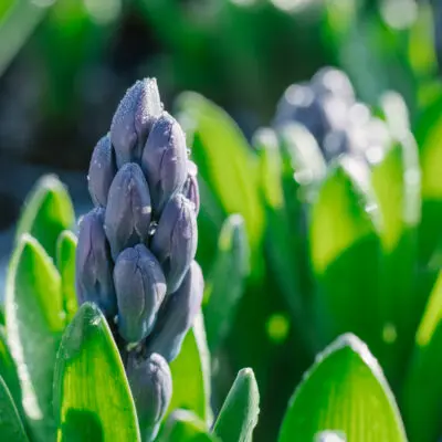 Jaro je tady, Zahradnictví Ďáblice od soboty 14. 3. prodlužuje otevírací  dobu. Jarní sortiment kvetoucích rostlin a cibulovin čeká