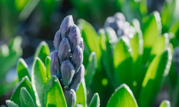 Jaro je tady, Zahradnictví Ďáblice od soboty 14. 3. prodlužuje otevírací  dobu. Jarní sortiment kvetoucích rostlin a cibulovin čeká